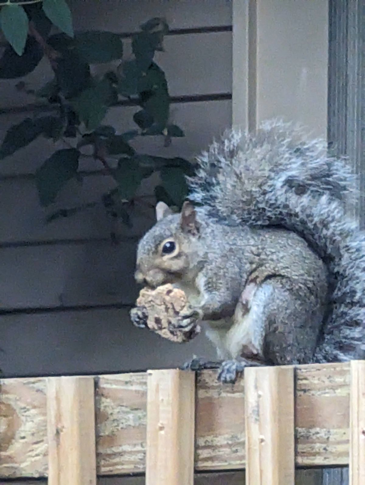 If you give a squirrel a cookie