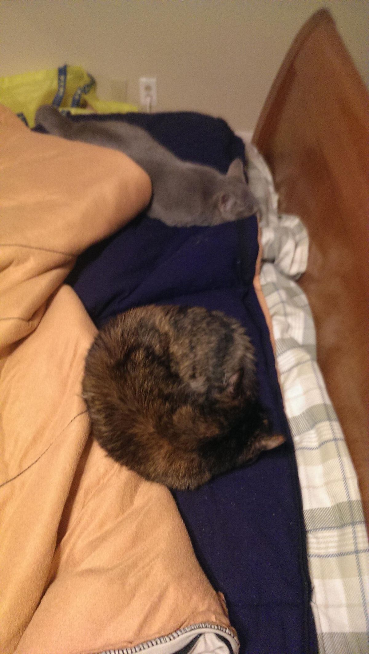 Two Kitties On The Bed