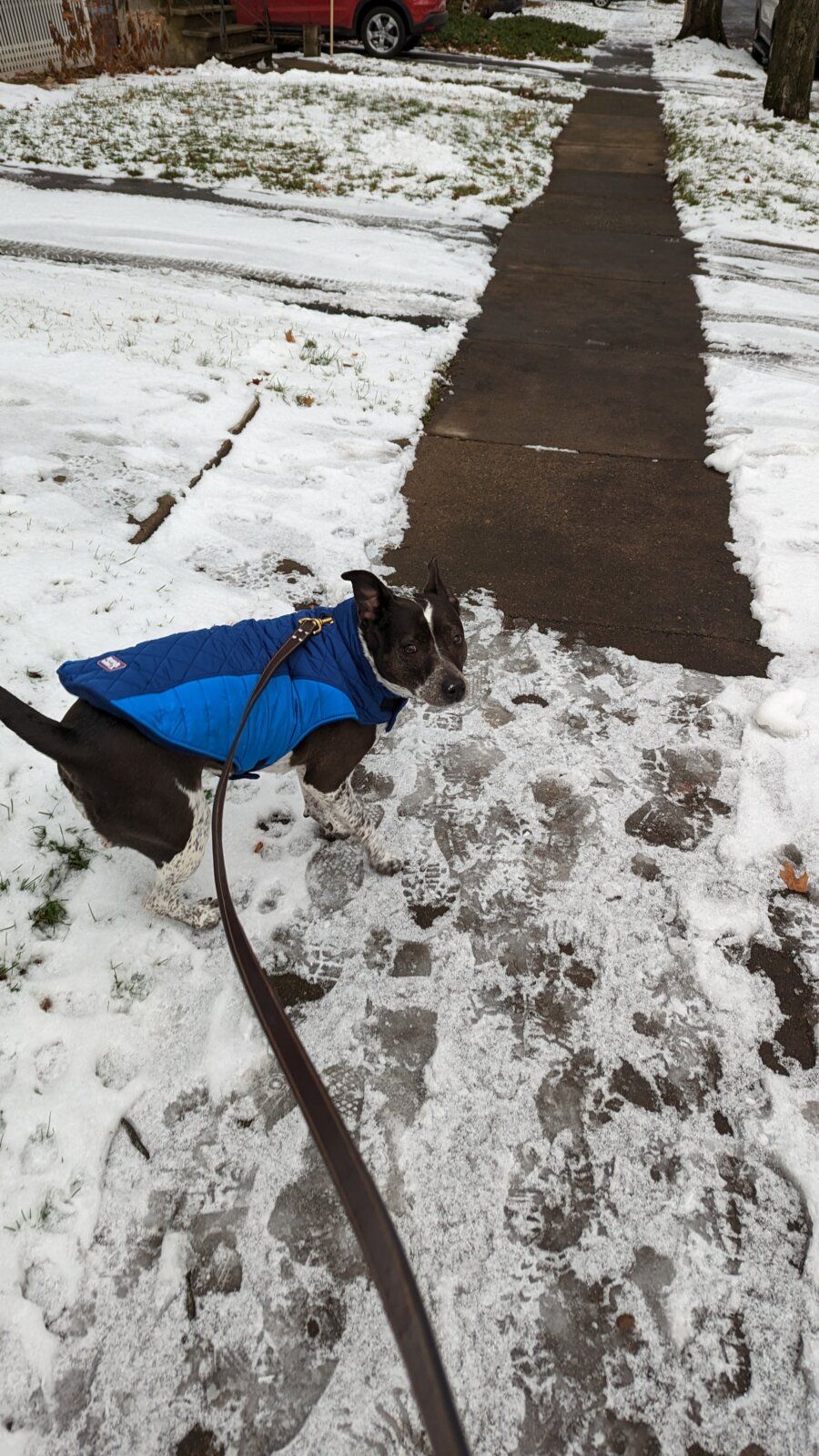 Dog In A Coat