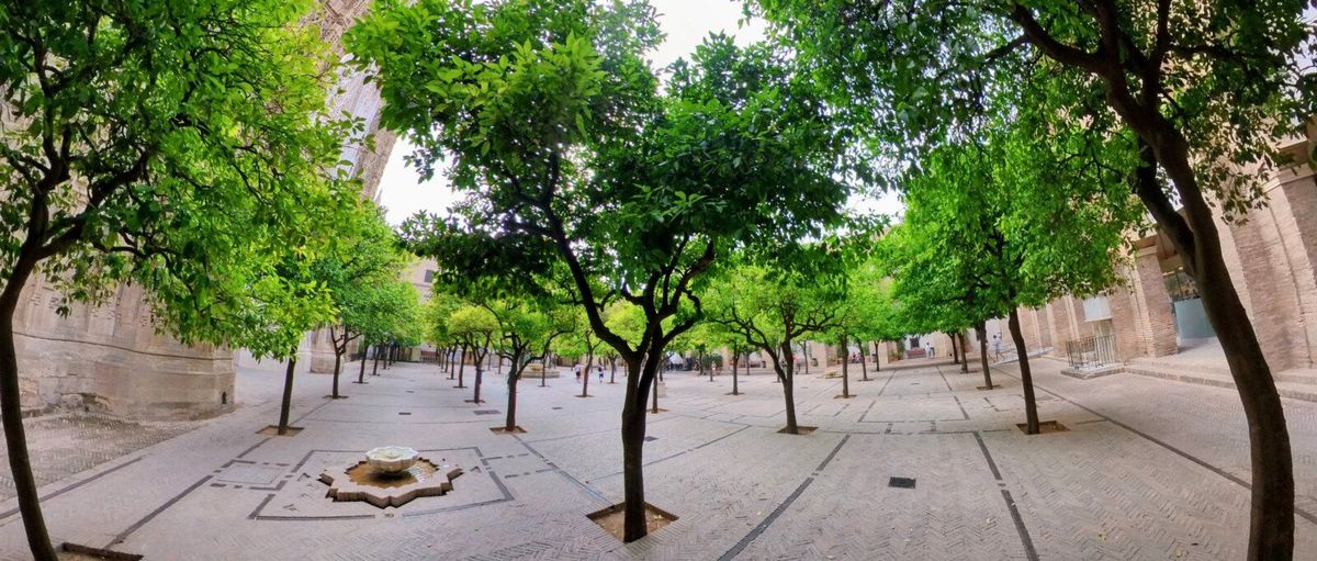 The Trees of Seville - Europe 2023