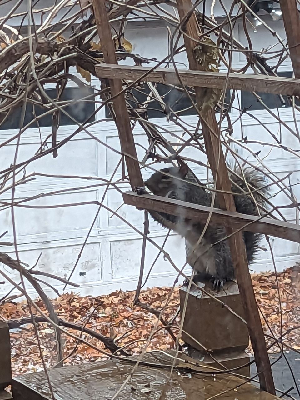 Squirrels Love Their Kisses