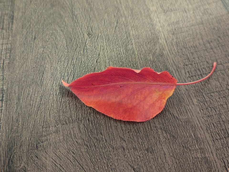 The Perfect Leaf