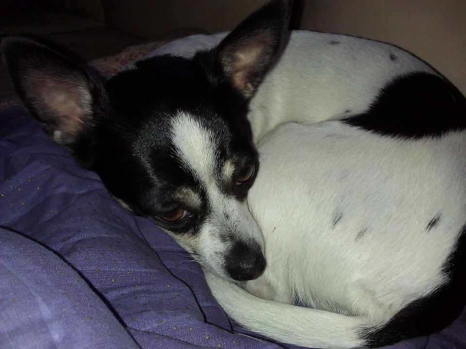 How Not To Teach A Dog Not To Bark