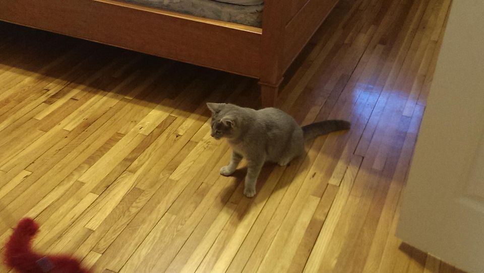 First Foster Fits In Fine