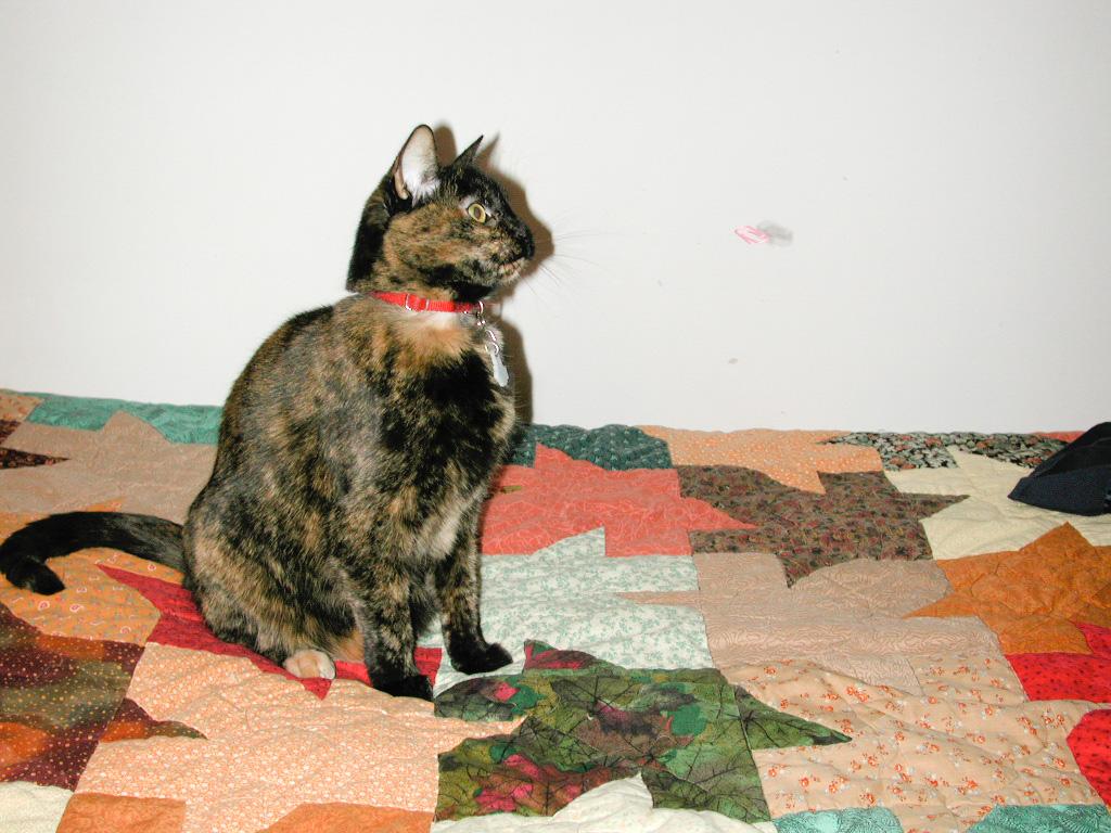 Happy Birthday, Nutmeg!