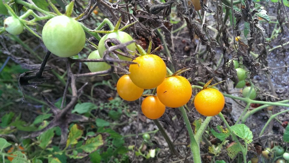 Volunteer Tomatoes