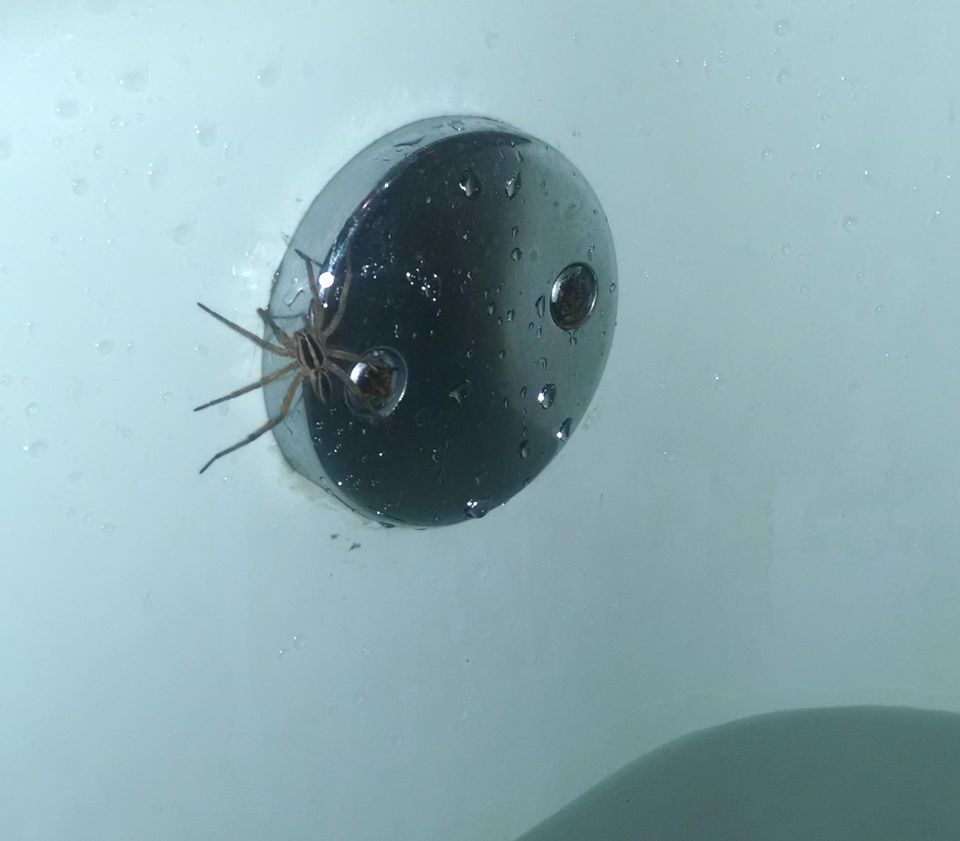 The Itsy Bitsy Spider...