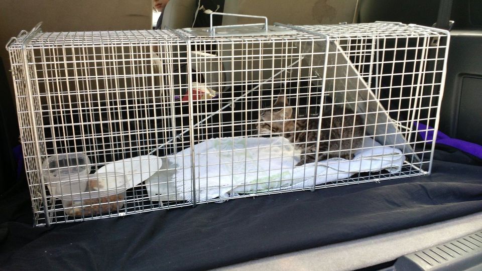 Furry Surprise - Update