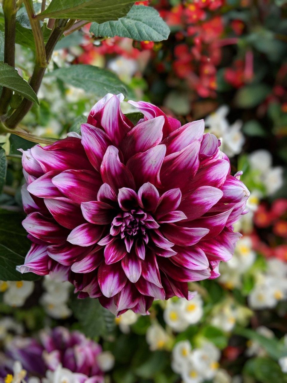 Not Your Mother's Childhood Aldi