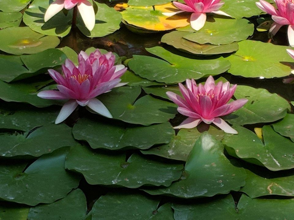 Hotter Than A Viennese Ball