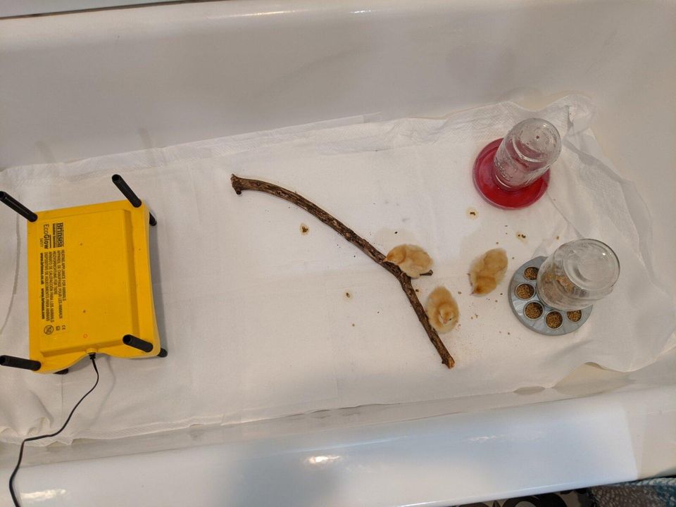 Still Alive And Cheeping