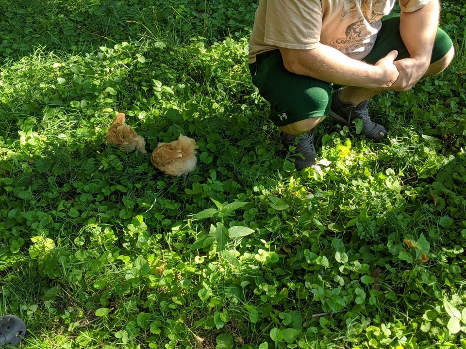 Cluckdate #9: New Digs Imminent