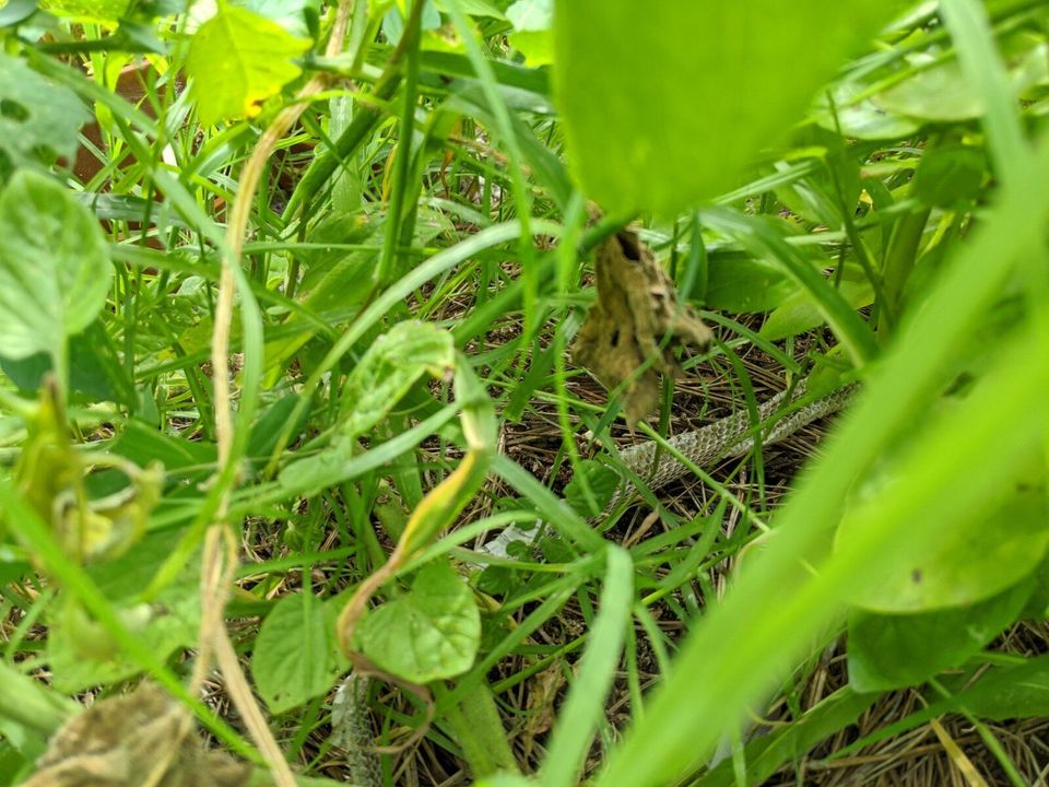 Bladder Preparedness