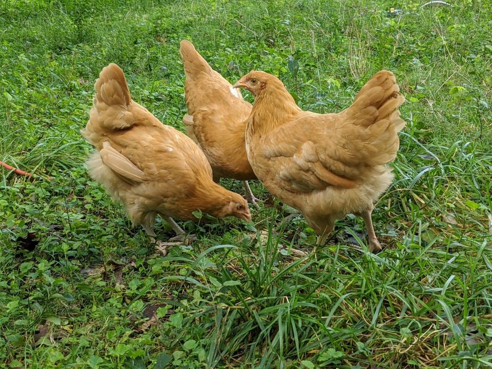 Little Ranch House On The Prairie