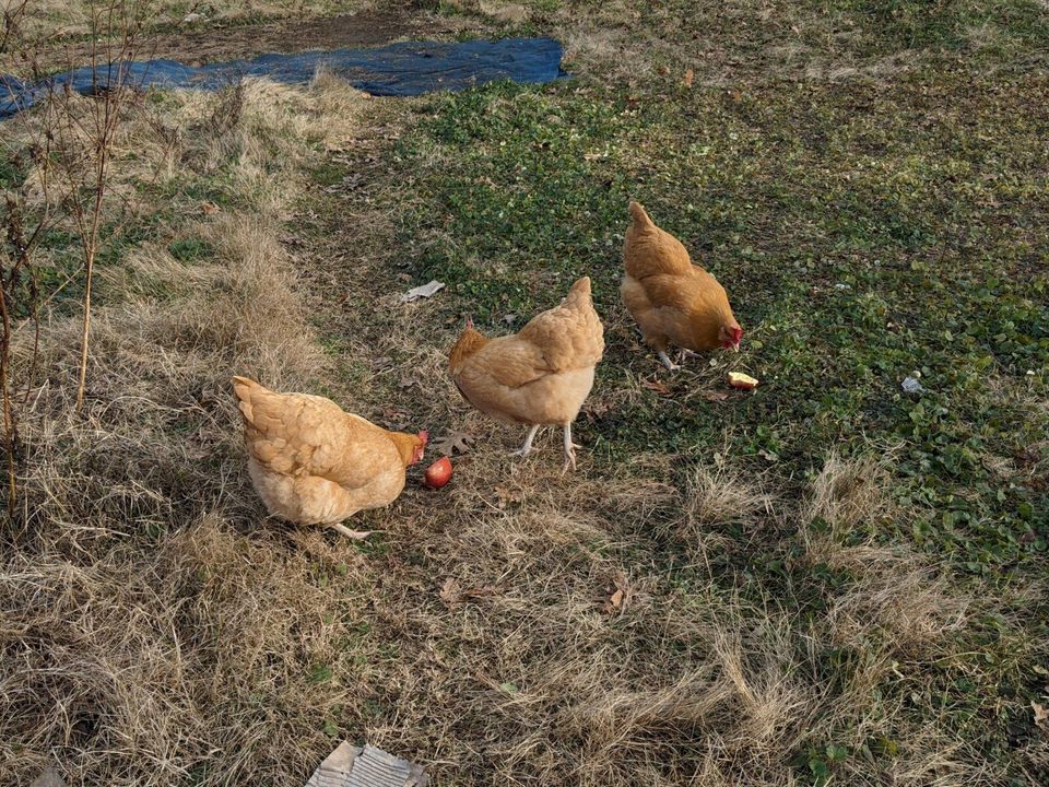 A Mini-cluckin' Tragedy At Shoebox Farm