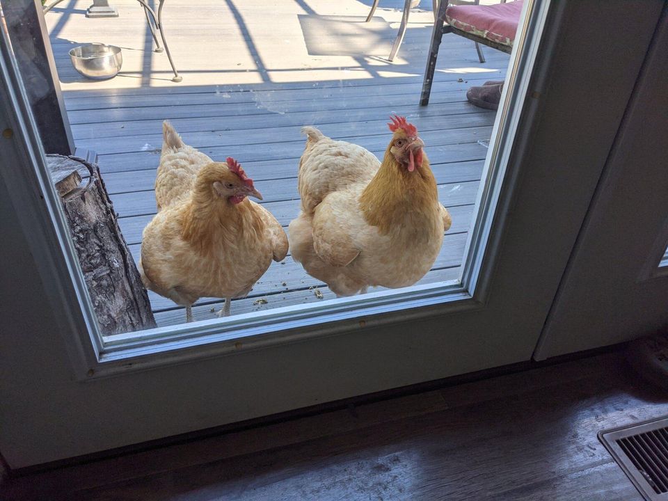 Chicken Update