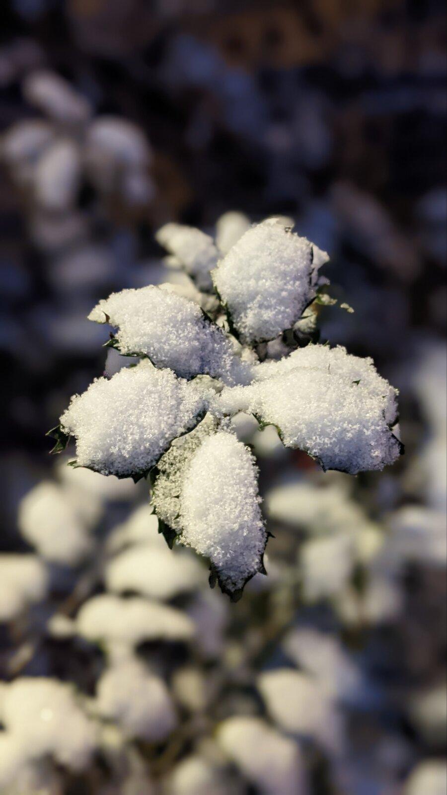 The Snowy Day