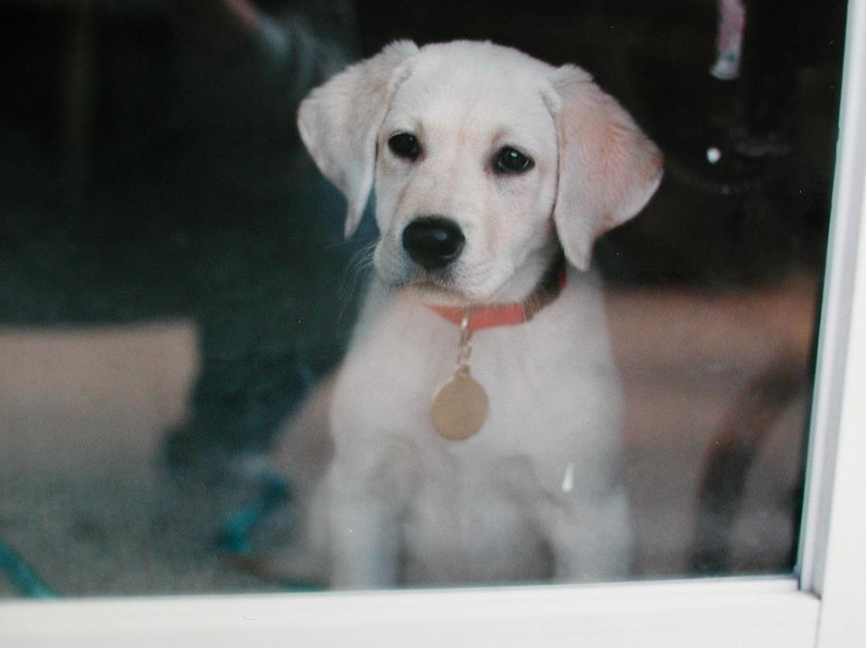 Chip