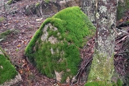 The fairy house Gina found.