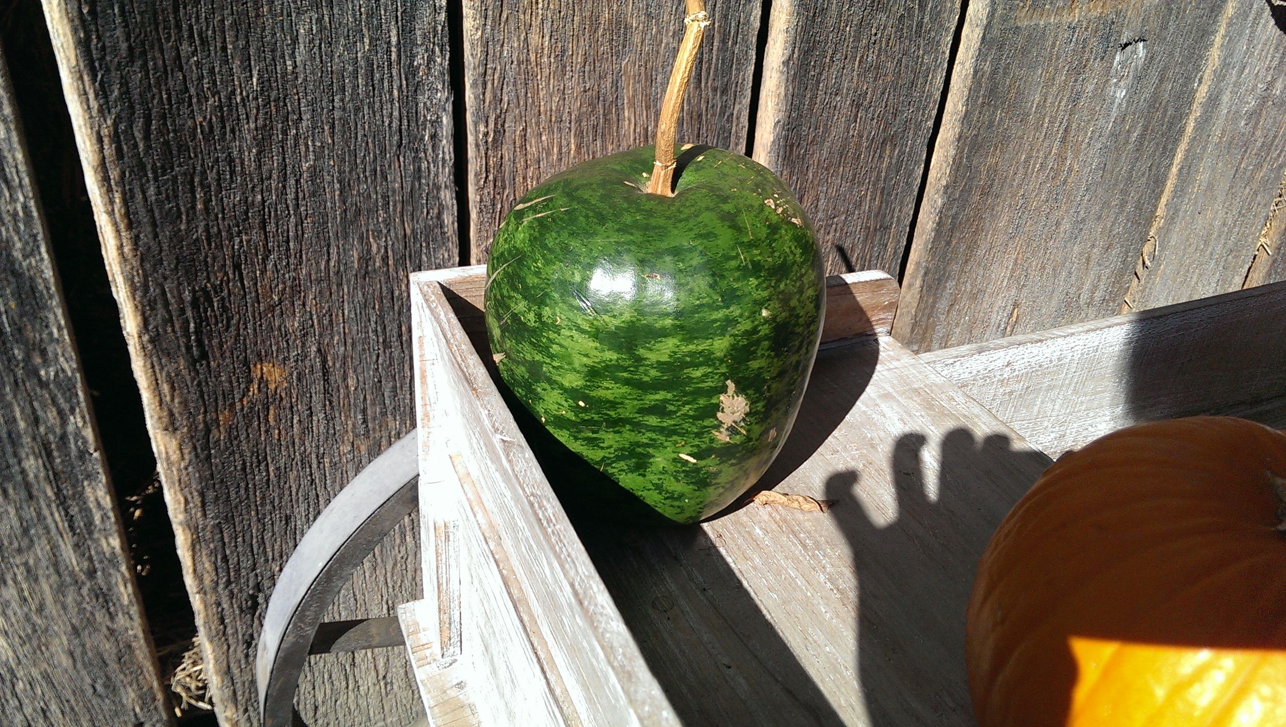 The pumpkin that wants to be a watermelon.