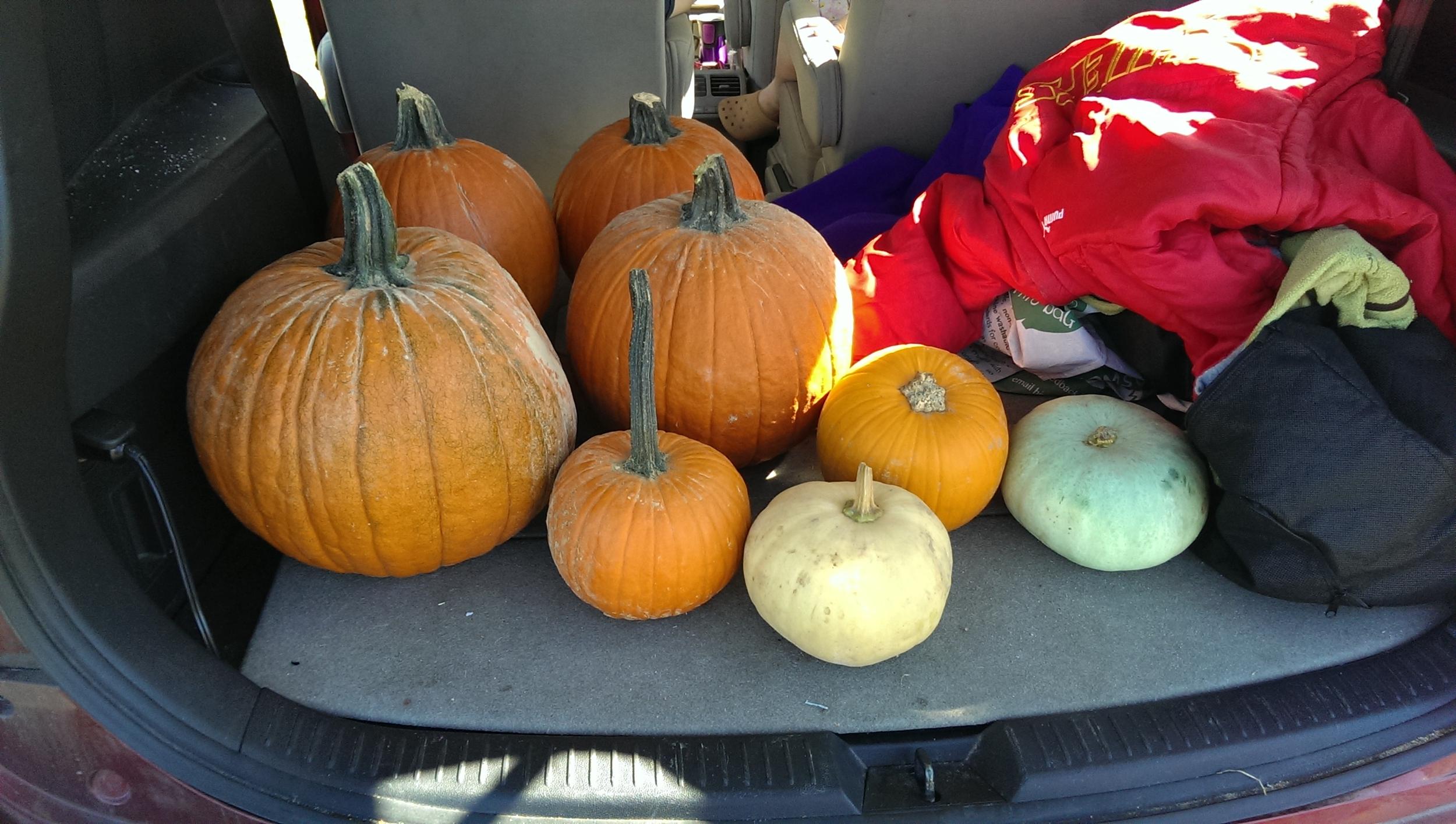 A passel of pumpkins