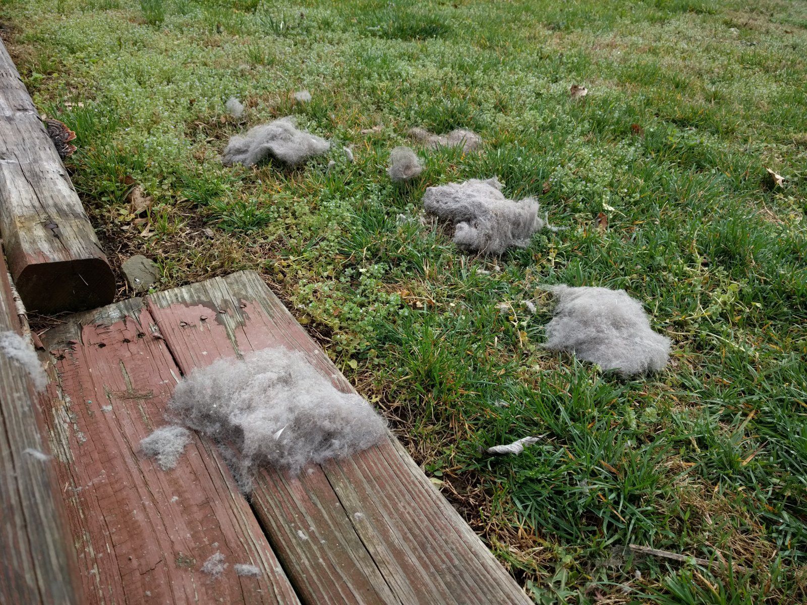 Puffball rats we've caught in the basement.