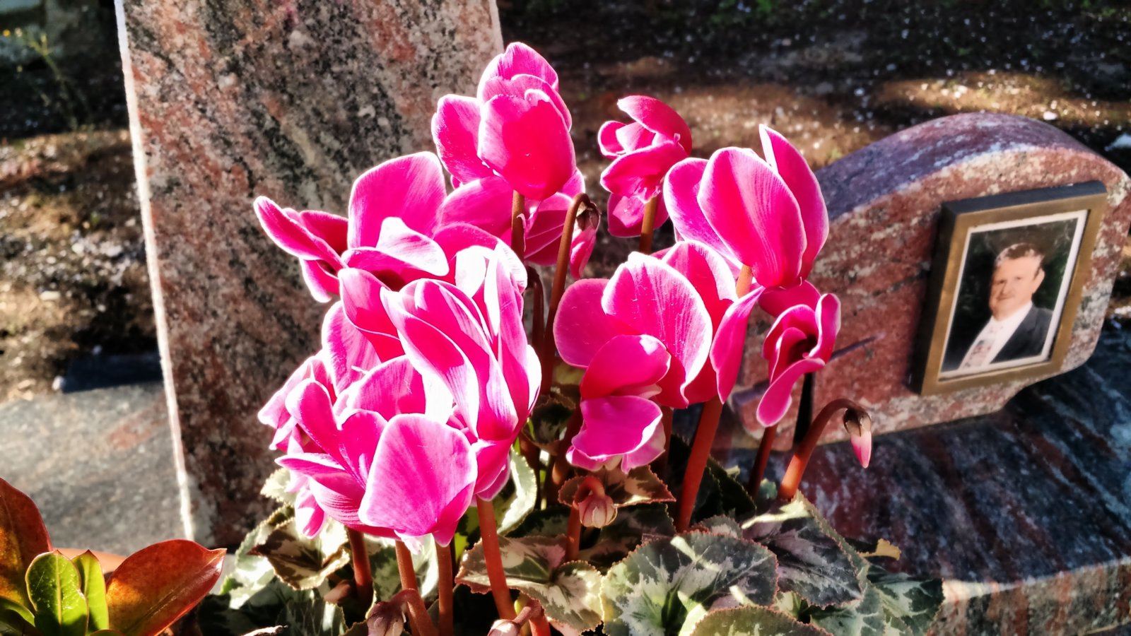 Cyclamens in the cemetery