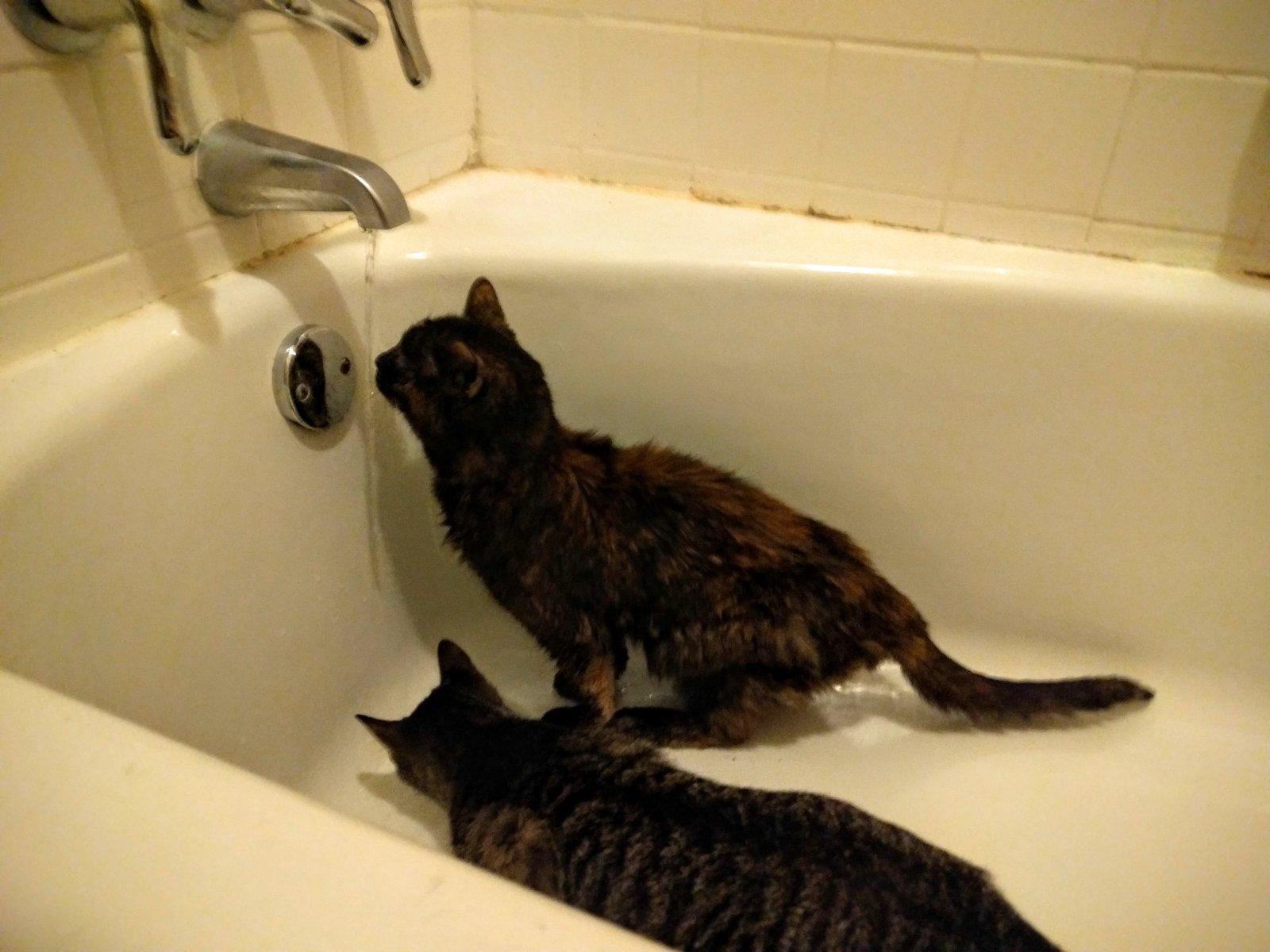 She loved running water and would stare pointedly at faucets until she got some
