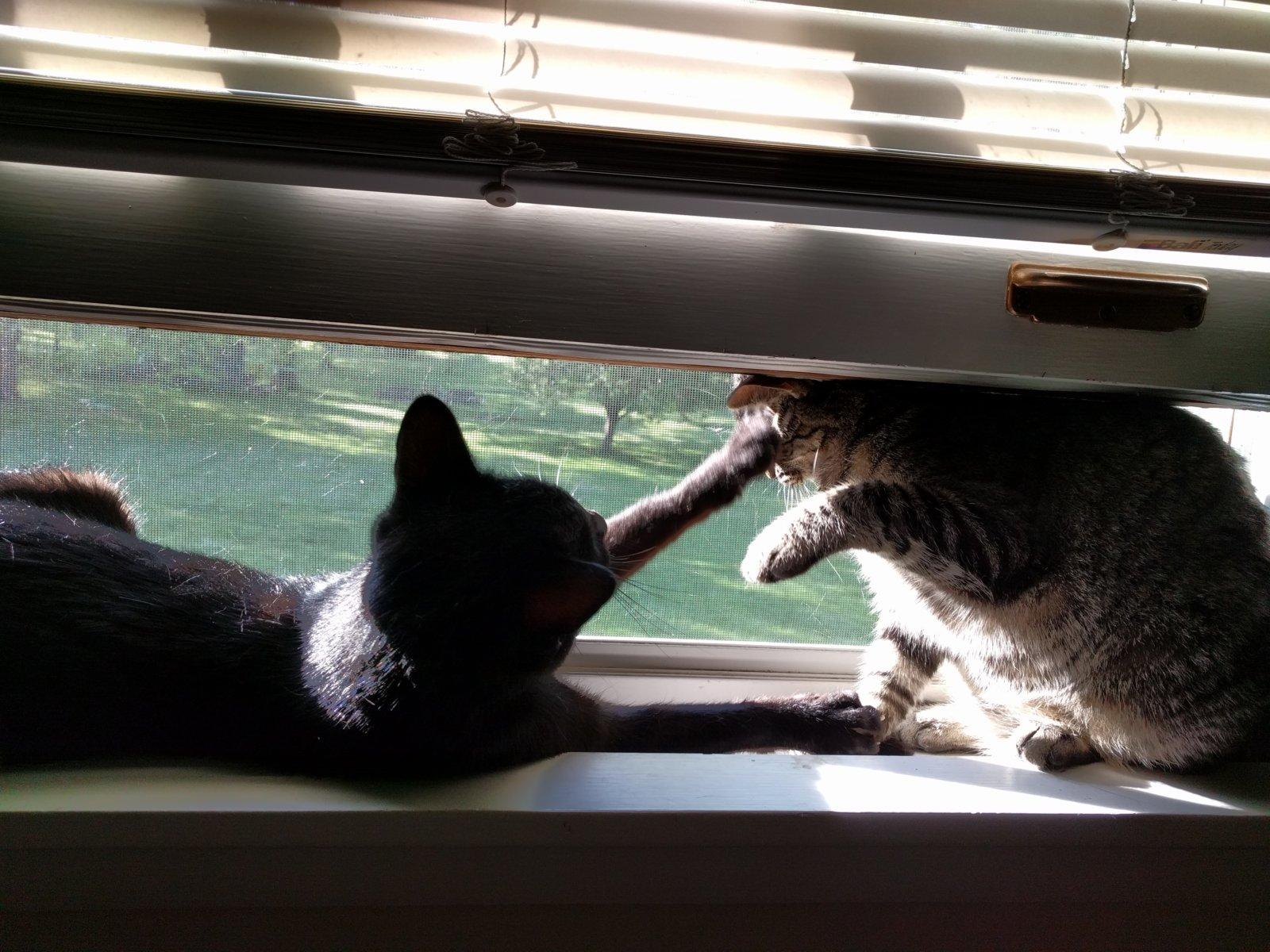 Cats liked looking out at the world while they were locked in our bedroom every day.