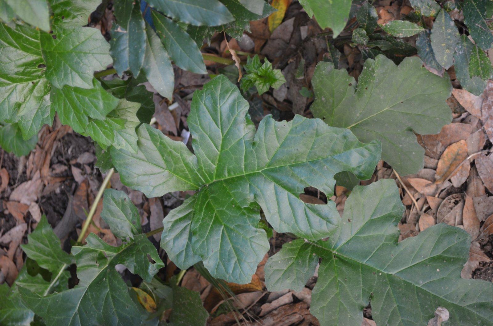 This locally famous plant...