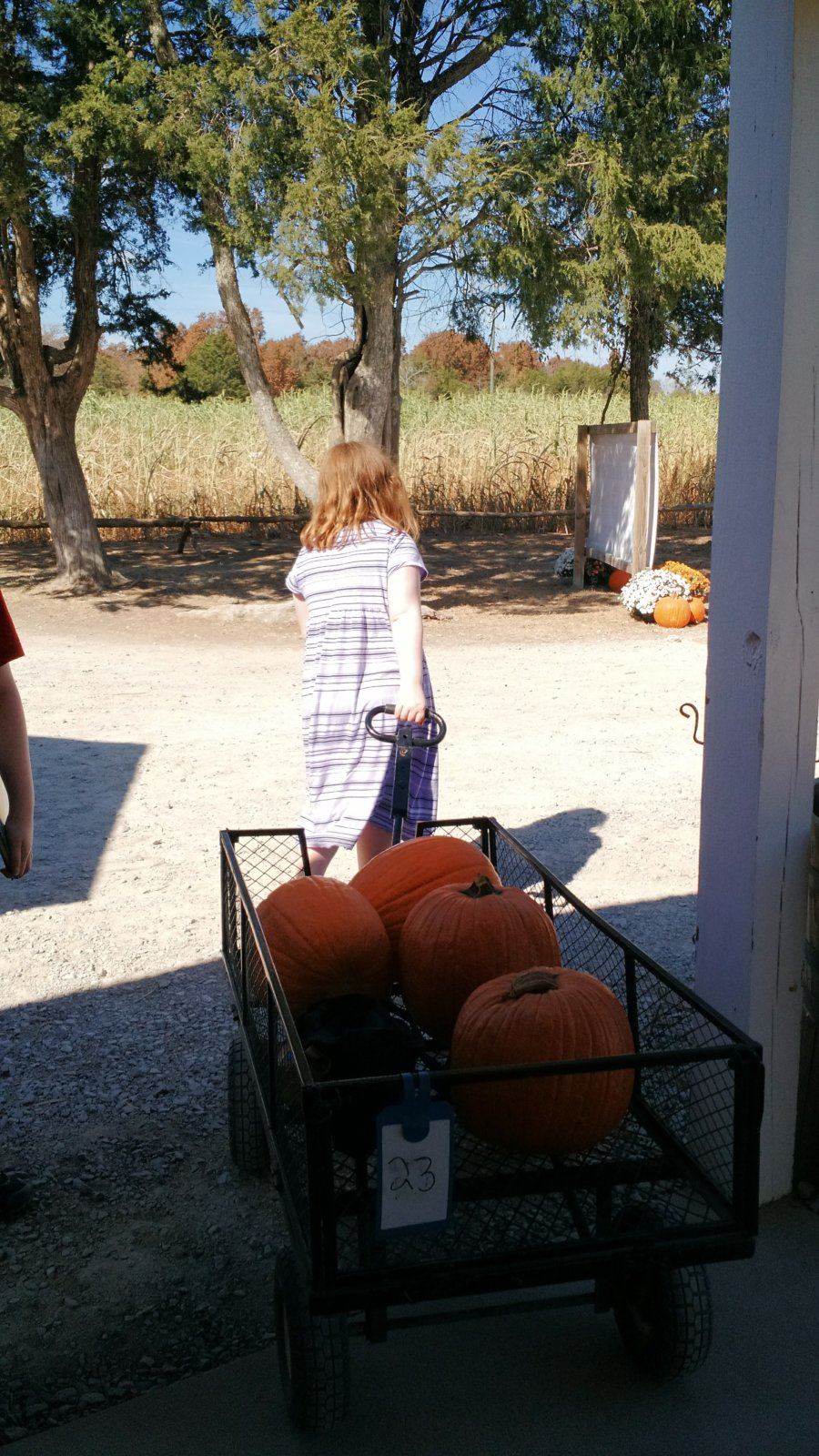 Yessa pulled this in from the parking lot to be kind, and we were grateful to have it to carry our pumpkins back to the car. 