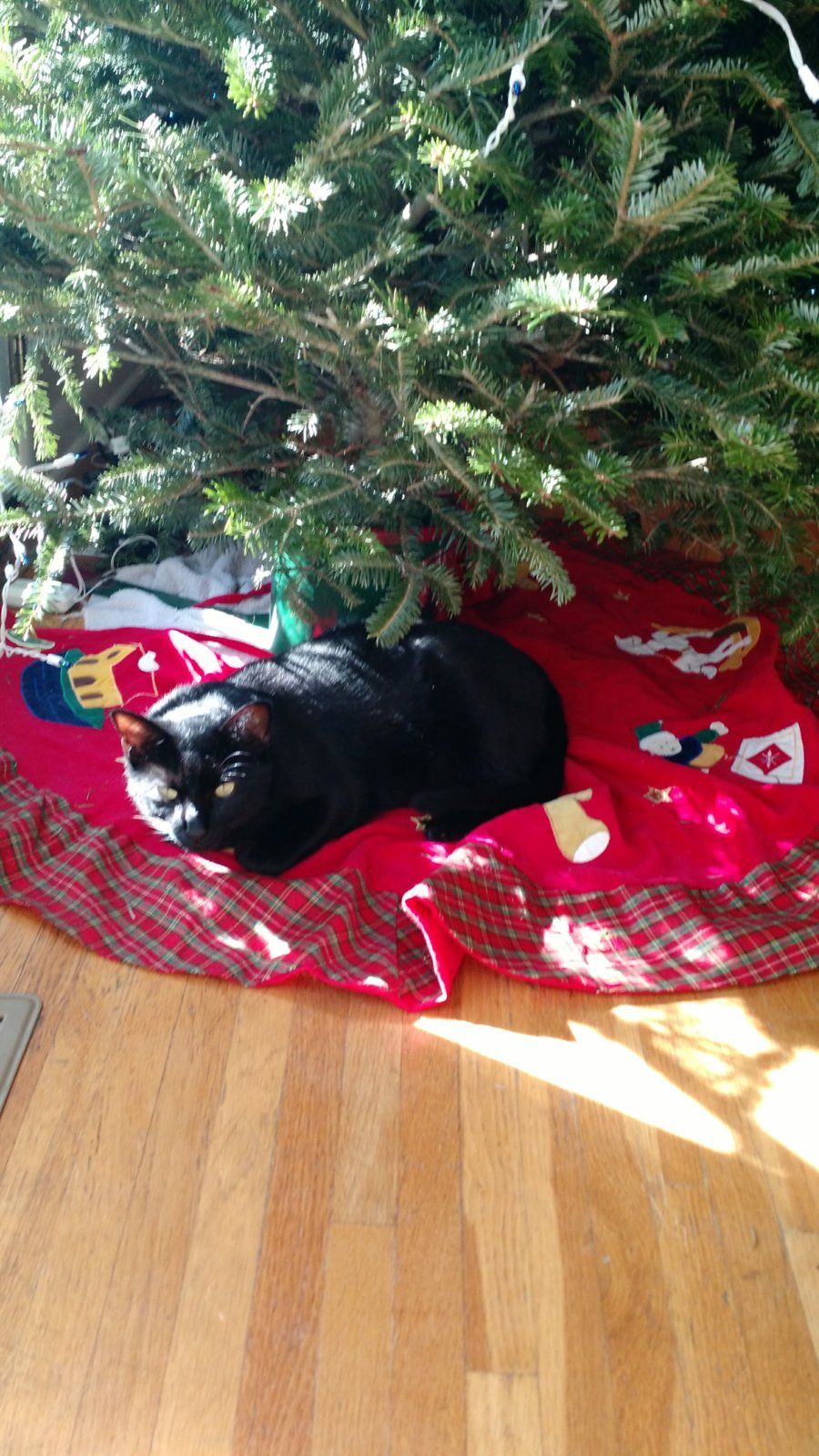 Taking a break from licking the tree