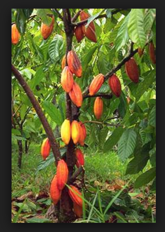 Image from: http://www.worldagroforestry.org/treesandmarkets/inaforesta/images/chocolate-ripe.jpg