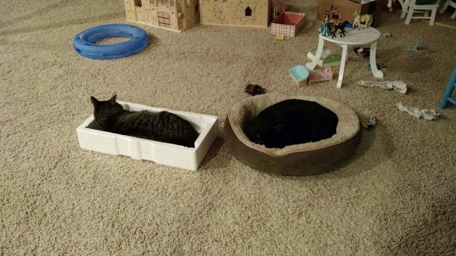 Their preferred resting places.